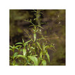 Фото складу Andrographis Andrographis Piniculata Фото складу Herb Pharm, Andrographis Andrographis Piniculata, Андрографіс, 12