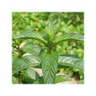 Фото складу Organic Peppermint Spirits Фото складу Herb Pharm, Organic Peppermint Spirits, М'ята Перцева, 120 м