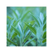 Фото складу Herb Pharm, Organic Sage, Шавлія, 120 мл