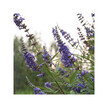 Фото складу Herb Pharm, Organic Chaste Tree, Авраамове дерево, 120 мл