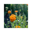 Фото складу Herb Pharm, Organic Calendula, Трави, 120 мл