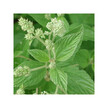 Фото складу Red Root Фото складу Herb Pharm, Red Root, Цеанотус, 120 мл