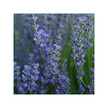 Фото состава Herb Pharm, Травяные добавки, Organic Lavender, 120 мл