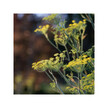 Фото складу Herb Pharm, Organic Fennel, Фенхель, 120 мл