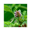 Фото складу Herb Pharm, Organic Licorice, Лакриця, 120 мл