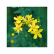 Фото складу Herb Pharm, St. John's Wort Oil, Олія для догляду за шкірою,