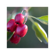 Фото складу Herb Pharm, Hawthorn Blend, Глід, 120 мл