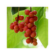 Фото складу Herb Pharm, Organic Schisandra, Лимонник китайський, 120 мл