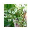 Фото складу Herb Pharm, Organic Celery, Селера, 120 мл