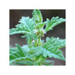 Фото складу Organic Bugleweed Фото складу Herb Pharm, Organic Bugleweed, Горлянка, 120 мл