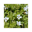 Фото складу Herb Pharm, Organic Bacopa Extract, Бакопа Моньє, 120 мл