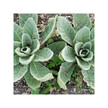 Фото складу Herb Pharm, Organic Mullein Blend, Лист коров'яку, 120 мл
