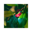 Фото складу Organic Clove Фото складу Herb Pharm, Organic Clove, Гвоздика, 120 мл