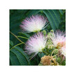 Фото складу Herb Pharm, Albizia Extract, Трави, 120 мл