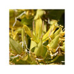 Фото складу Organic Gentian Фото складу Herb Pharm, Organic Gentian, Настоянки бальзами сиропи, 120 мл