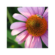 Фото складу Herb Pharm, Organic Super Echinacea, Ехінацея, 120 мл