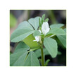 Фото складу Herb Pharm, Organic Fenugreek, Пажитник, 120 мл