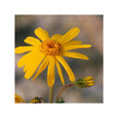 Фото складу Organic Arnica Extract Фото складу Herb Pharm, Organic Arnica Extract, Трави, 120 мл