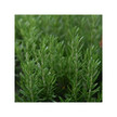 Фото состава Organic Rosemary Фото состава Herb Pharm, Розмарин, Organic Rosemary, 120 мл