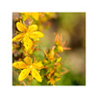 Фото складу Good Mood Фото складу Herb Pharm, Good Mood, Звіробій, 120 мл