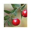 Фото складу Herb Pharm, Butcher's Broom, Іглиця понтійська, 120 мл