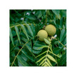 Фото складу Herb Pharm, Black Walnut, Чорний Горіх, 120 мл