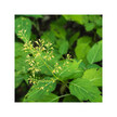 Фото складу Herb Pharm, Organic Stoneroot Blend, Коллінзонія, 120 мл