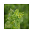 Фото складу Organic Lemon Balm - Melissa Officinalis Alcohol-Free Фото складу Organic Lemon Balm - Melissa Officinalis Alcohol-Free, Меліса, 12