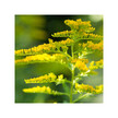 Фото складу Herb Pharm, Organic Goldenrod, Підтримка сечового міхура, 120 мл