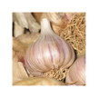 Фото складу Herb Pharm, Organic Garlic Extract, Екстракт Часнику, 120 мл