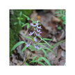 Фото використання Herb Pharm, Corydalis Extract, Трави, 30 мл