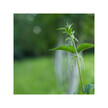 Фото використання Herb Pharm, Prostate Health, Підтримка простати, 120 мл
