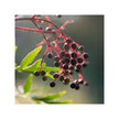 Фото применение Organic Black Elderberry Extract Фото применение Herb Pharm, Черная Бузина, Organic Black Elderberry Extract, 30 м