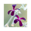 Фото применение Organic Umckaloabo Фото применение Herb Pharm, Поддержка органов дыхания, Organic Umckaloabo, 30 мл