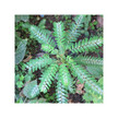 Фото використання Herb Pharm, Chanca Piedra Extract, Стоун Брекер, 30 мл