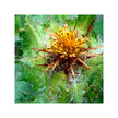 Фото використання Herb Pharm, Organic Blessed Thistle, Трави, 30 мл