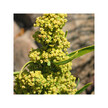 Фото використання Organic Yellow Dock Фото використання Herb Pharm, Organic Yellow Dock, Жовтий док, 120 мл