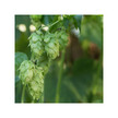 Фото використання Organic Hops Фото використання Herb Pharm, Organic Hops, Трави, 30 мл