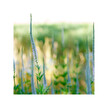 Фото використання Herb Pharm, Organic Culver's Root, Трави, 30 мл