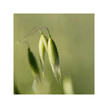 Фото використання Organic Oat Seed Фото використання Herb Pharm, Organic Oat Seed, Дикий овес, 30 мл
