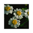 Фото применение Herb Pharm, Средство от мигрени, Organic Head Soother, 30 мл