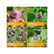 Фото використання Herbal Detox Фото використання Herb Pharm, Herbal Detox, Детокс та очищення, 120 мл