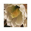 Фото використання Herb Pharm, Heart Health, Кардіо комплекс, 120 мл