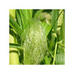 Фото використання Herb Pharm, Organic Corn Silk, Підтримка сечового міхура, 120 мл