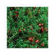 Фото використання Organic Cranberry Фото використання Herb Pharm, Organic Cranberry, Журавлина, 30 мл