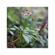 Фото використання Herb Pharm, Pipsissewa, Трави, 30 мл