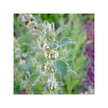 Фото використання Organic Horehound Фото використання Herb Pharm, Organic Horehound, Підтримка органів дихання, 30 мл