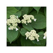 Фото використання Herb Pharm, Hydrangea, Корінь Гортензії, 30 мл