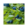 Фото використання Herb Pharm, Organic Bilberry, Чорниця, 30 мл