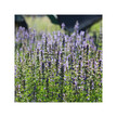 Фото використання Herb Pharm, Organic Hyssop, Гісоп, 30 мл